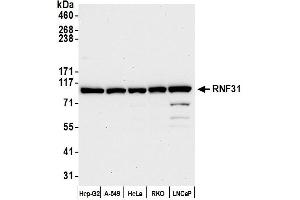 Western Blotting (WB) image for anti-Ring Finger Protein 31 (RNF31) (AA 1022-1072) antibody (ABIN7449808)