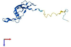 AlphaFold protein structure predicition of Mouse Recombinant Mrpl23 Protein, UniprotID O35972 (MRPL23 Protein (AA 1-146) (His tag))