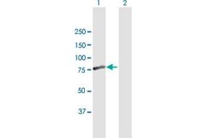 Western Blot analysis of FEM1A expression in transfected 293T cell line by FEM1A MaxPab polyclonal antibody. (FEM1A antibody  (AA 1-669))