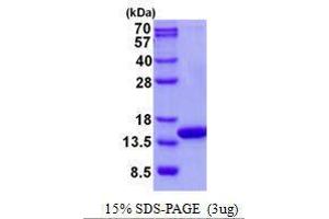 Figure annotation denotes ug of protein loaded and % gel used. (COX5A Protein)