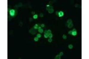 Immunofluorescence (IF) image for anti-Cyclin-Dependent Kinase Inhibitor 2B (p15, Inhibits CDK4) (CDKN2B) antibody (ABIN1449282) (CDKN2B antibody)