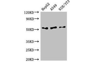 Western Blot Positive WB detected in: HepG2 whole cell lysate, A549 whole cell lysate, NIH/3T3 whole cell lysate All lanes: IFI44L antibody at 2. (IFI44L antibody  (AA 206-307))