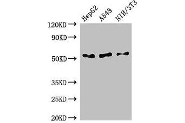 IFI44L anticorps  (AA 206-307)