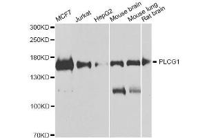 Western blot analysis of extracts of various cell lines, using PLCG1 antibody. (Phospholipase C gamma 1 antibody)