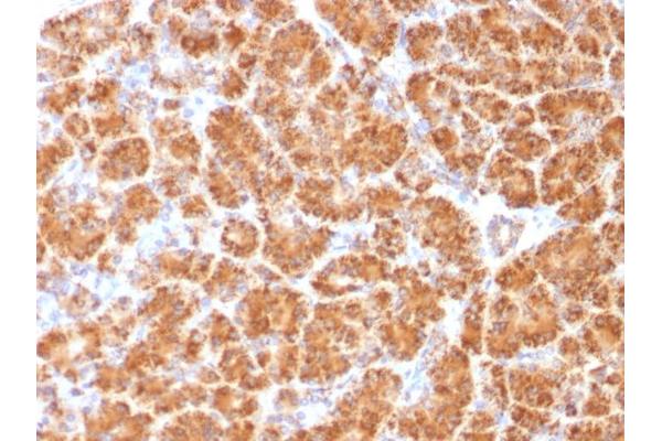 CLTA/CLTB antibody  (N-Term)