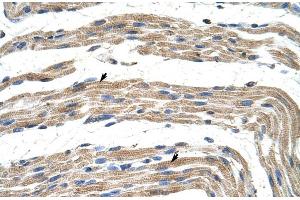 Human Muscle (ZNF197 antibody  (N-Term))