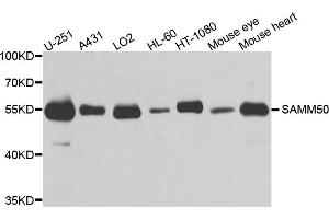 Western blot analysis of extracts of various cell lines, using SAMM50 antibody.