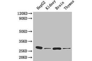 Western Blot Positive WB detected in: HepG2 whole cell lysate, Mouse kidney tissue, Mouse brain tissue, Mouse thymus tissue All lanes: YWHAH antibody at 4. (14-3-3 eta antibody  (AA 4-246))
