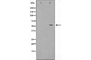 Western blot analysis of GLUT1 expression in Mouse liver tissue. (GLUT1 antibody  (C-Term))