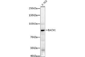 Western blot analysis of extracts of K-562 cells, using B Rabbit pAb antibody (ABIN7265956) at 1:620 dilution. (BACH1 antibody  (AA 1-320))