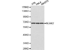 Western blot analysis of extracts of various cell lines, using NUAK2 antibody. (NUAK2 antibody  (AA 523-672))