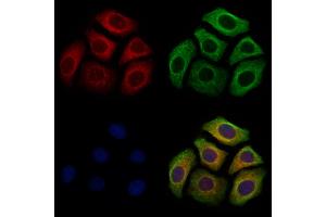 ABIN7094747 and ABIN7098798 staining Hela cells by IF/ICC. (NPW antibody  (Internal Region))