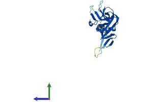 AlphaFold protein structure predicition of Human Recombinant CLEC4D Protein, UniprotID Q8WXI8