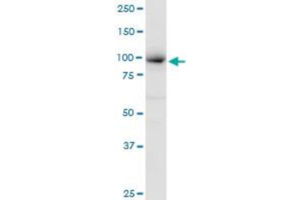 MCM4 antibody  (AA 1-863)