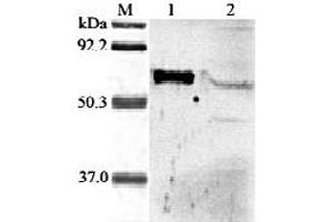 Western blot analysis of human ANGPTL6 using anti-ANGPTL6  at 1:2,000 dilution.