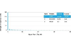 Protein Array (PAr) image for anti-Interleukin 12 alpha (IL12A) antibody (ABIN7456017) (IL12A antibody)