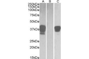 HEK293 lysate (10ug protein in RIPA buffer) overexpressing Human POU2AF1 with DYKDDDDK tag probed with ABIN768553(1ug/ml) in Lane A and probed with anti- DYKDDDDK Tag (1/3000) in lane C. (POU2AF1 antibody  (C-Term))