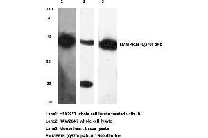 Western blot (WB) analysis of BSG/EMMPRIN antibody (CD147 antibody)