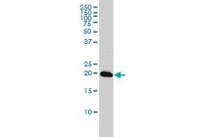 C22orf18 monoclonal antibody (M01), clone 4C12-2C8 Western Blot analysis of C22orf18 expression in K-562 . (CENPM antibody  (AA 1-180))