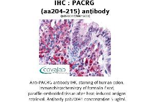 Image no. 1 for anti-PARK2 Co-Regulated (PACRG) (AA 204-215) antibody (ABIN1737814) (PACRG antibody  (AA 204-215))