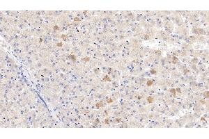 Detection of C4BPb in Human Liver Tissue using Polyclonal Antibody to C4 Binding Protein Beta (C4BPb) (C4BPB antibody  (AA 18-252))