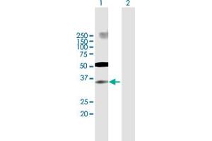 Western Blot analysis of IRF2 expression in transfected 293T cell line by IRF2 MaxPab polyclonal antibody. (IRF2 antibody  (AA 1-349))