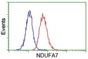 Image no. 3 for anti-NADH Dehydrogenase (Ubiquinone) 1 alpha Subcomplex, 7, 14.5kDa (NDUFA7) antibody (ABIN1499660) (NDUFA7 antibody)