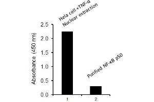 Activity Assay (AcA) image for Nuclear Factor-kB p65 (NFkBP65) ELISA Kit (ABIN4889784)