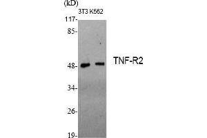 Western Blot analysis of various cells using TNF-R2 Polyclonal Antibody diluted at 1:1000. (TNFRSF1B antibody  (AA 350-430))