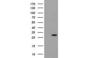 Image no. 2 for anti-Pyrroline-5-Carboxylate Reductase 3 (PYCRL) antibody (ABIN1500522) (PYCRL antibody)