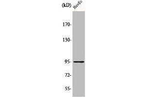 Western Blot analysis of HuvEc cells using Cadherin-26 Polyclonal Antibody (CDH26 antibody  (N-Term))