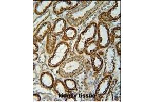 NDUFC2 Antibody (C-term) (ABIN654699 and ABIN2844392) immunohistochemistry analysis in formalin fixed and paraffin embedded human kidney tissue followed by peroxidase conjugation of the secondary antibody and DAB staining. (NDUFC2 antibody  (C-Term))