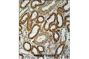 NDUFC2 Antibody (C-term) (ABIN654699 and ABIN2844392) immunohistochemistry analysis in formalin fixed and paraffin embedded human kidney tissue followed by peroxidase conjugation of the secondary antibody and DAB staining. (NDUFC2 antibody  (C-Term))