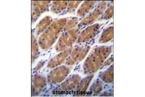 CLDN2 Antibody (C-term ) (ABIN656563 and ABIN2845823) immunohistochemistry analysis in formalin fixed and paraffin embedded human stomach tissue followed by peroxidase conjugation of the secondary antibody and DAB staining. (Claudin 2 antibody  (C-Term))