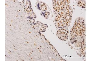 Immunoperoxidase of monoclonal antibody to TESK2 on formalin-fixed paraffin-embedded human placenta. (TESK2 antibody  (AA 405-542))