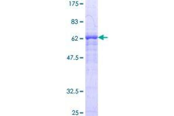 SIRT2 Protein (AA 1-352) (GST tag)