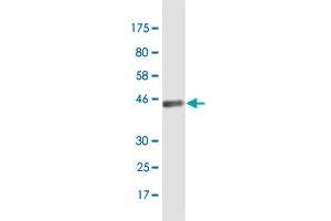 Western Blot detection against Immunogen (40. (BATF3 antibody  (AA 1-127))