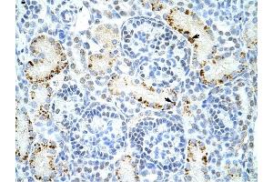 DAZAP1 antibody was used for immunohistochemistry at a concentration of 4-8 ug/ml to stain Epithelial cells of renal tubule (arrows) in Human Kidney.