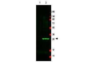 Western Blot of Anti-GFP antibody. (GFP antibody)