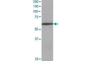 CORO1A polyclonal antibody  staining (0. (Coronin 1a antibody  (C-Term))