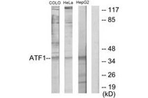 Western blot analysis of extracts from HepG2/COLO205/HeLa cells, using ATF1 Antibody. (AFT1 antibody  (AA 176-225))