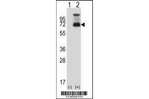 Western blot analysis of HSF1 using rabbit polyclonal HSF1 Antibody using 293 cell lysates (2 ug/lane) either nontransfected (Lane 1) or transiently transfected (Lane 2) with the HSF1 gene. (HSF1 antibody  (N-Term))