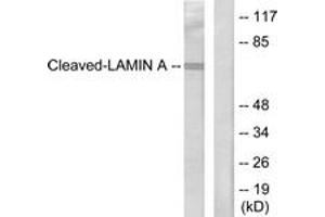 Western blot analysis of extracts from HeLa cells, treated with Etoposide 25uM 60', using Lamin A (Cleaved-Asp230) Antibody. (Lamin A/C antibody  (Cleaved-Asp230))