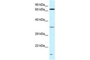 Image no. 1 for anti-Vacuolar Protein Sorting-Associated Protein 26A (VPS26A) (C-Term) antibody (ABIN6747495) (VPS26A antibody  (C-Term))