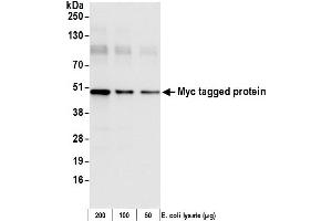 Western Blotting (WB) image for anti-Myc Tag antibody (HRP) (ABIN7449524) (Myc Tag antibody  (HRP))