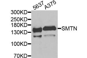 Western blot analysis of extracts of various cell lines, using SMTN antibody (ABIN5975265) at 1/1000 dilution. (Smoothelin antibody)