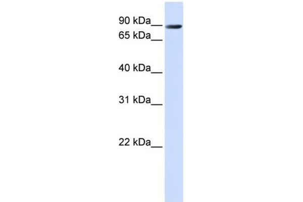 Anoctamin 10 antibody  (C-Term)