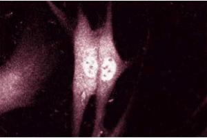 Immunofluroescent staining of Human Fibroblast cells with anti-alpha-Synuclein (SNCA antibody  (AA 15-123))