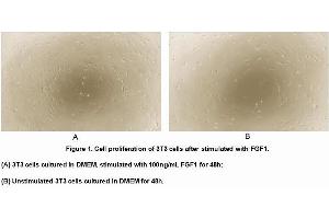 Image no. 3 for Fibroblast Growth Factor 1 (Acidic) (FGF1) (AA 16-155) (Active) protein (His tag) (ABIN6239853) (FGF1 Protein (AA 16-155) (His tag))