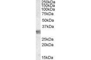 Western Blotting (WB) image for Myeloid Differentiation Primary Response Gene (88) (MYD88) peptide (ABIN369228)